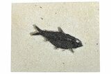 Detailed Fossil Fish (Knightia) - Wyoming #292380-1
